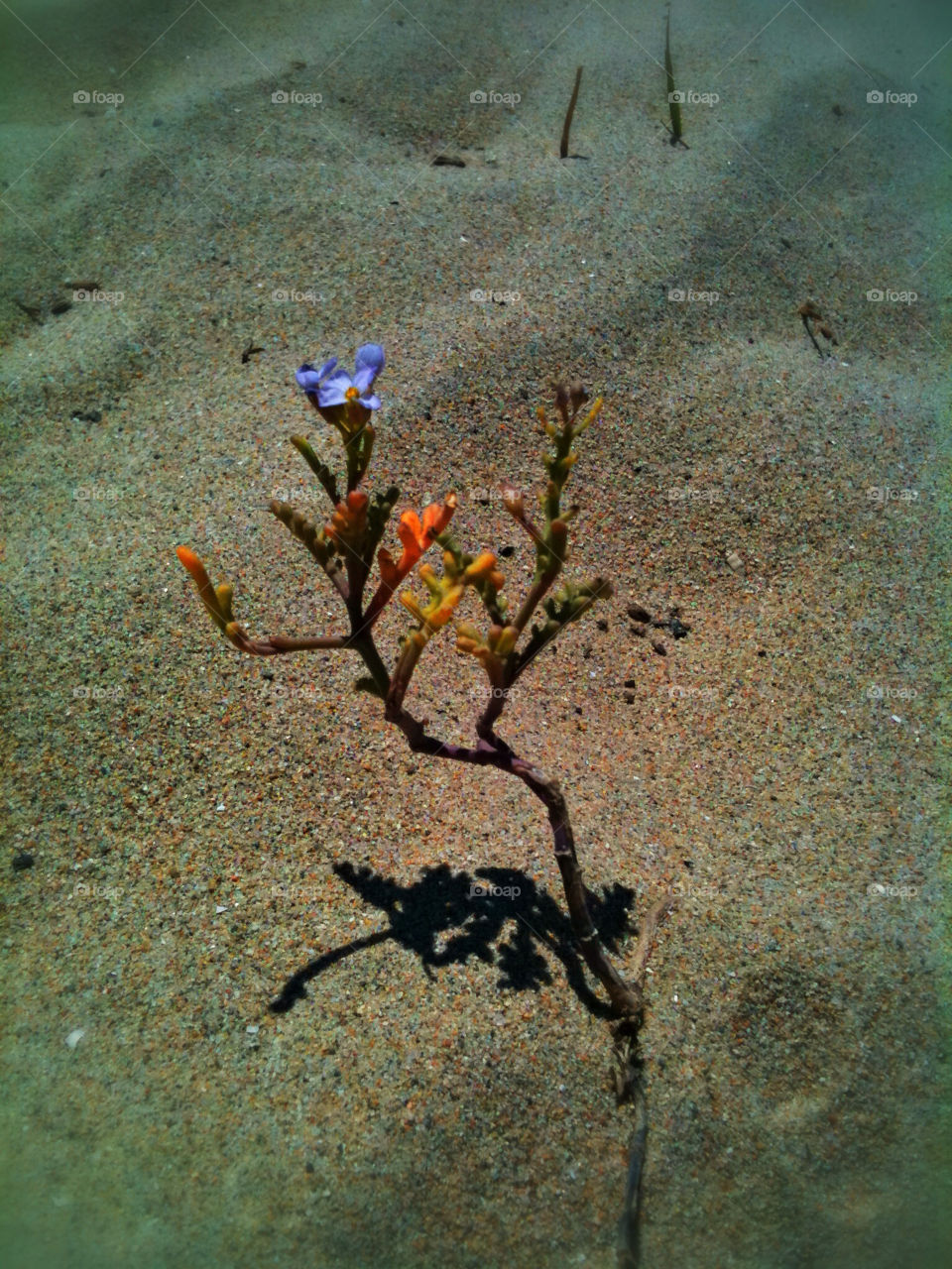 flower colors sand colorful by analia