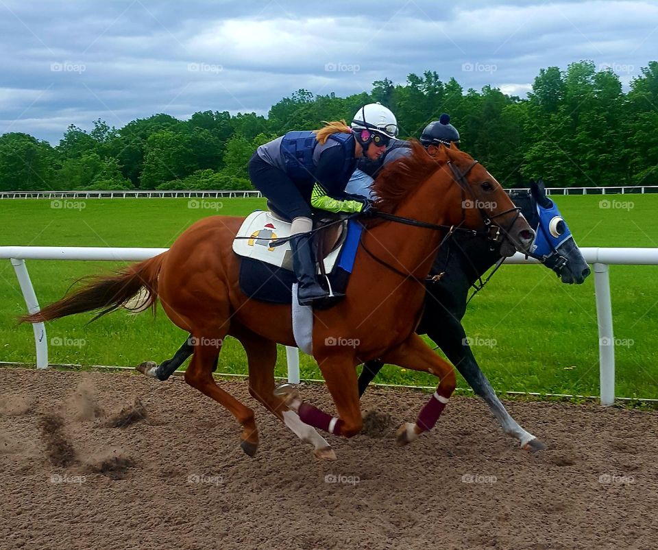 Horse, Jockey, Equine, Race, Track