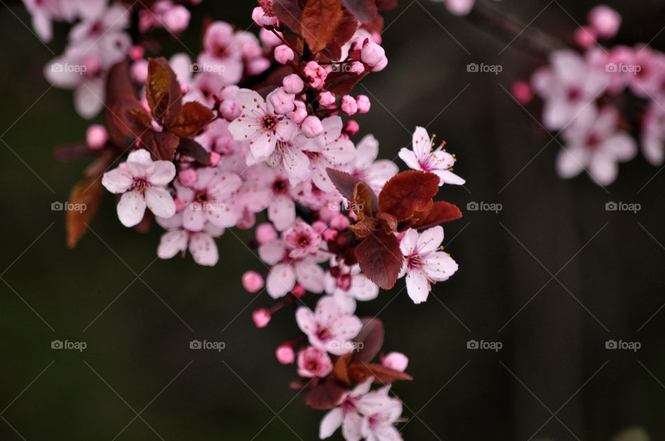 Flower, Branch, Cherry, Tree, Nature