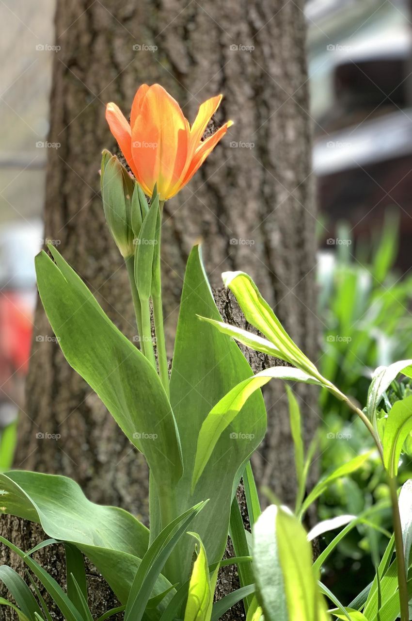 Portrait of a tulip flower