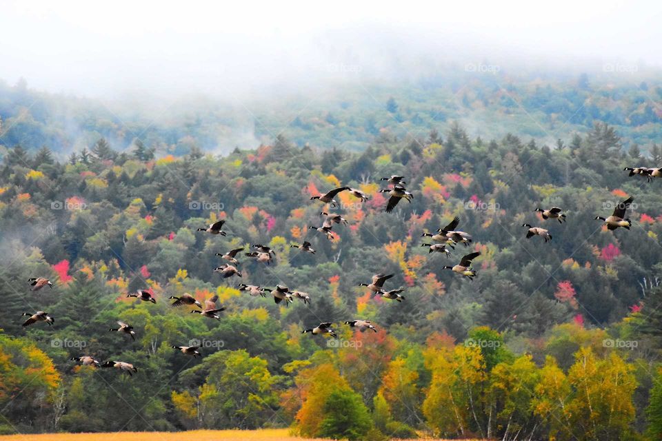 Geese flying in front of fall colored leaves on the mountains