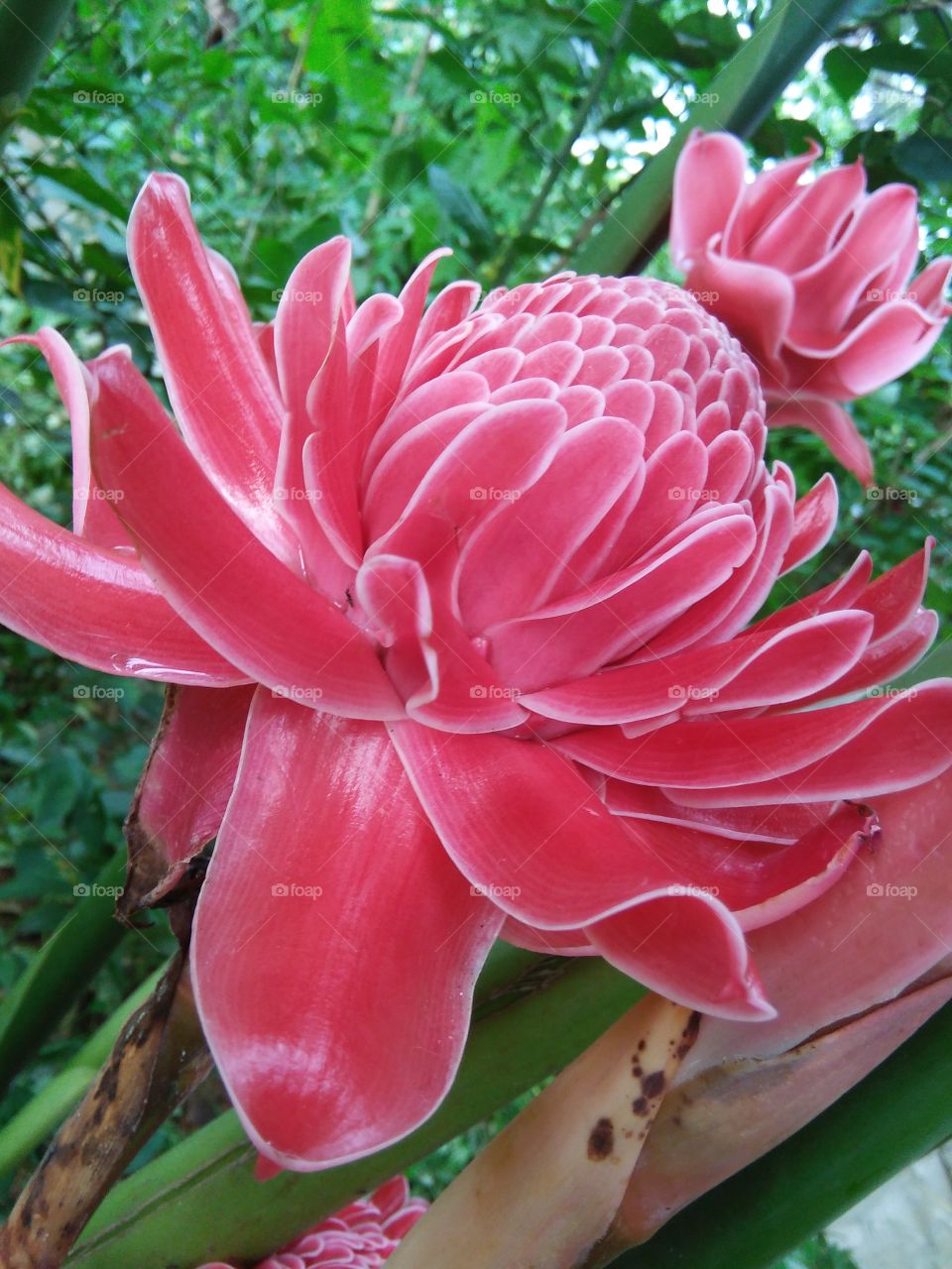 sri lankan beautiful flower of "siddhartha"