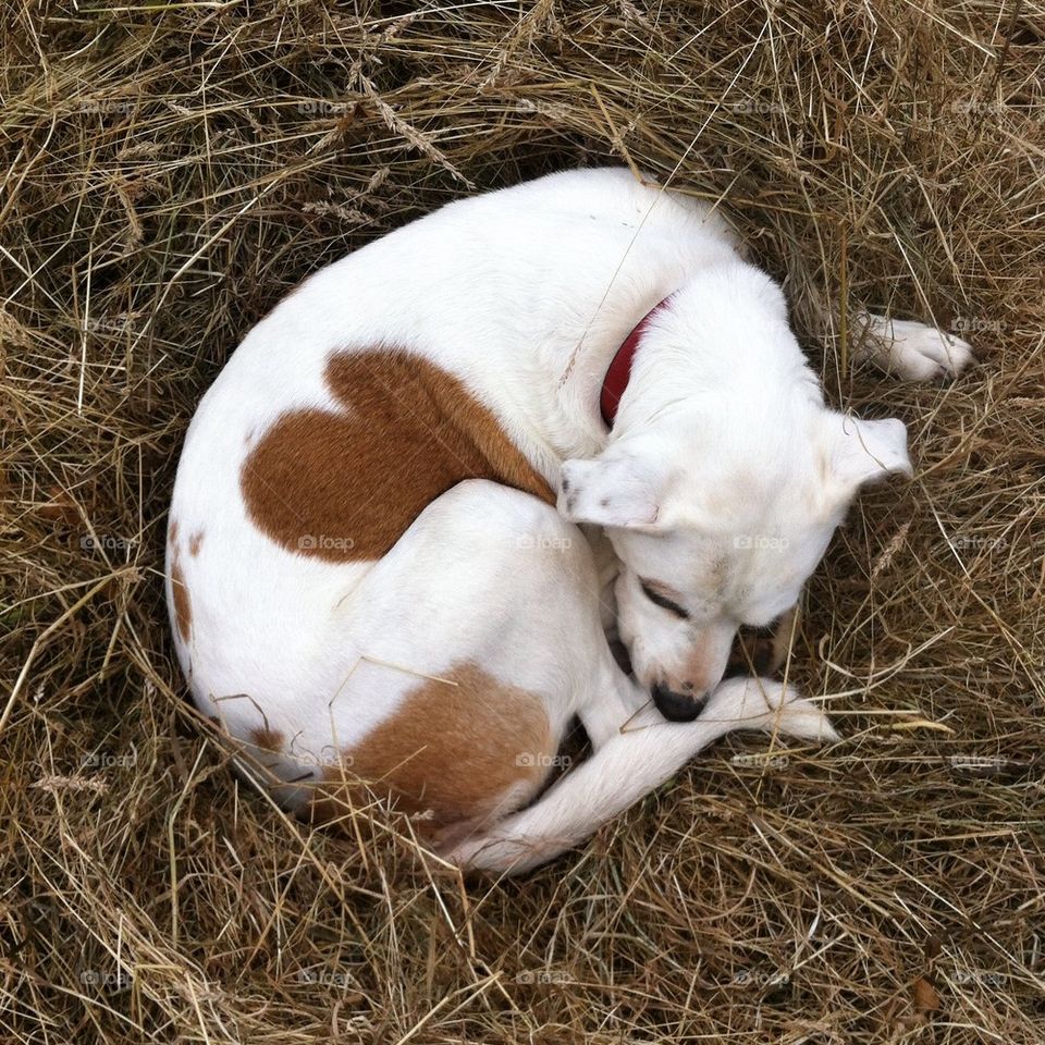 Dog in a hay stack