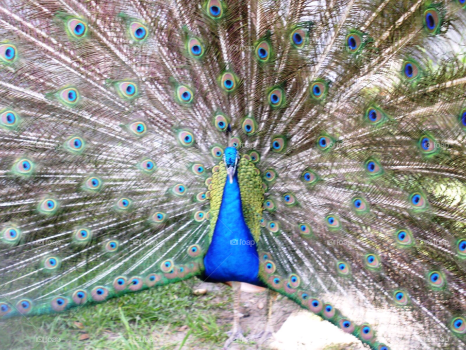 feathers peacock by refocusphoto