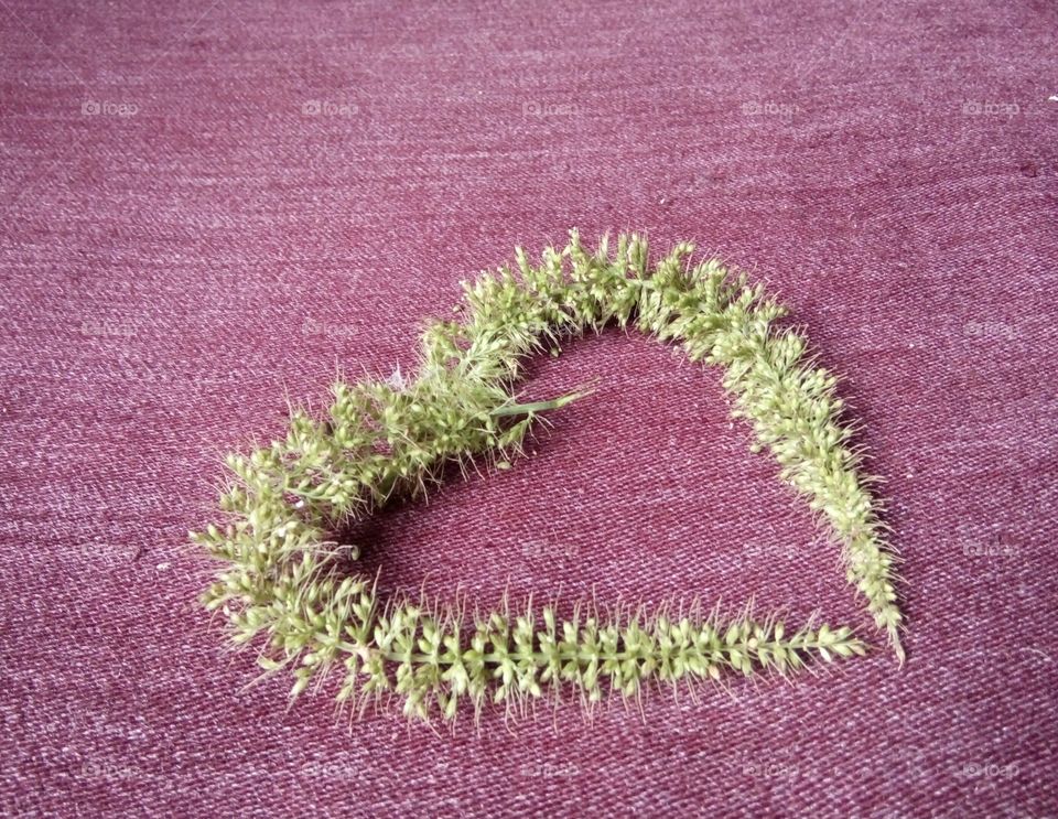 This photo of my heart / delicate heart like a photo of my heart / My heart for you / I have given you photos of my heart / Photo of my precious heart / This heart I have given to you / Photos of the most precious heart in the world / To be alive  It