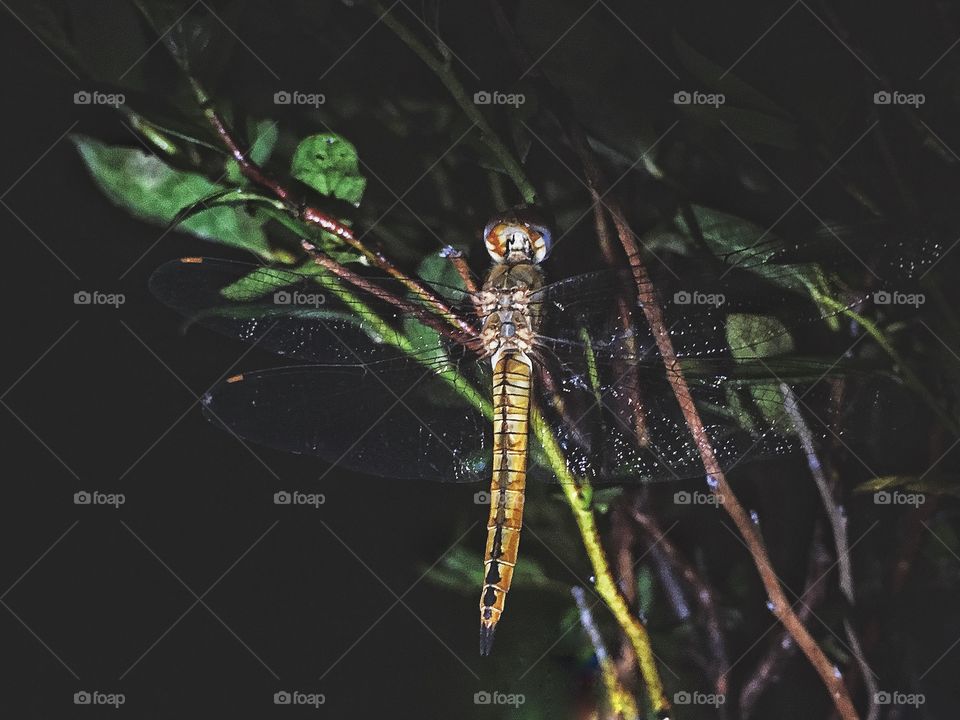 Venturing out late at night with flashlight in hand hoping to catch nature in action. 