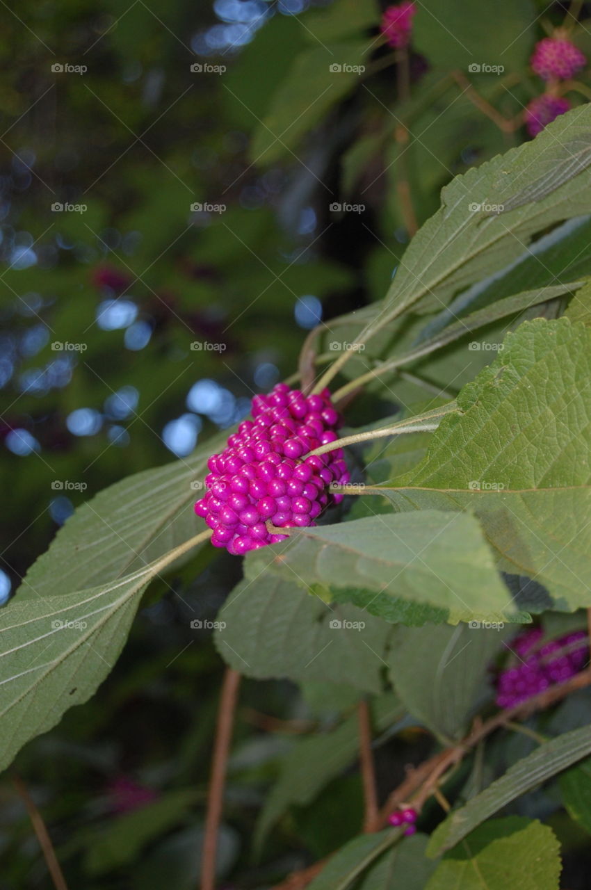 berries