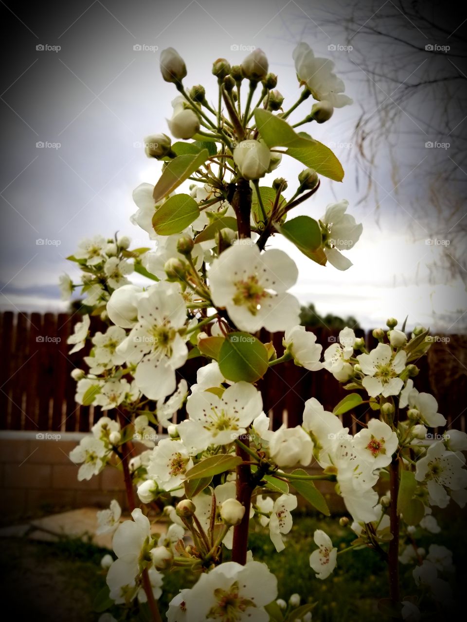 White Buds and Green Leaves of a Pear Tree