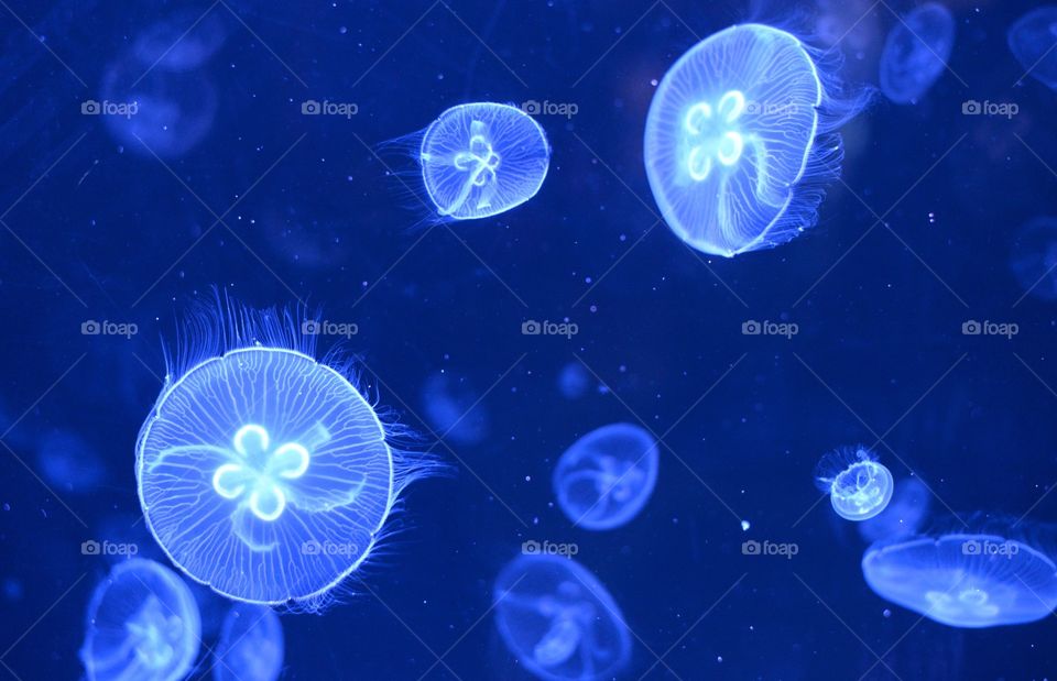 Jellyfish swimming in Aquarium