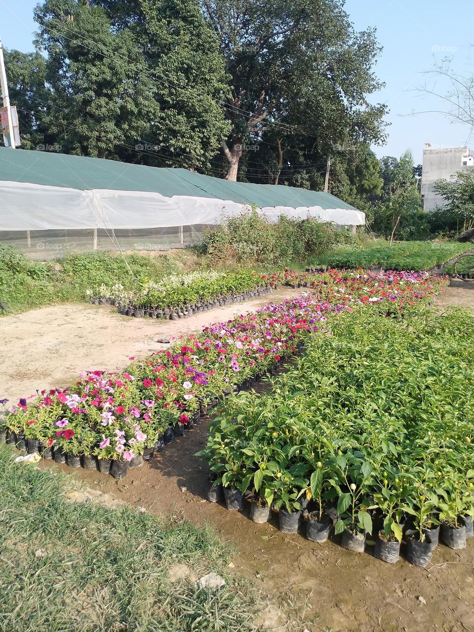 flower nursery