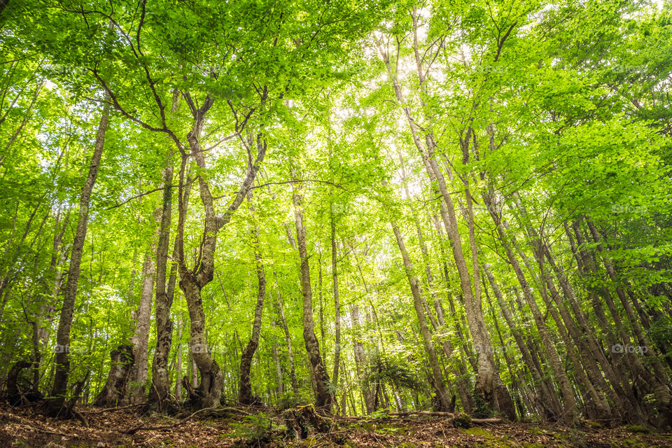 Wood, Leaf, Nature, Landscape, Lush