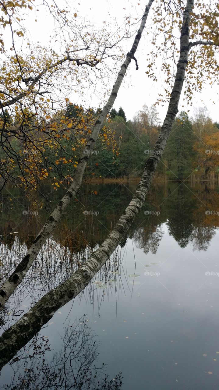 Autumn at Brosjön . Stillness and colors during an autumn walk 