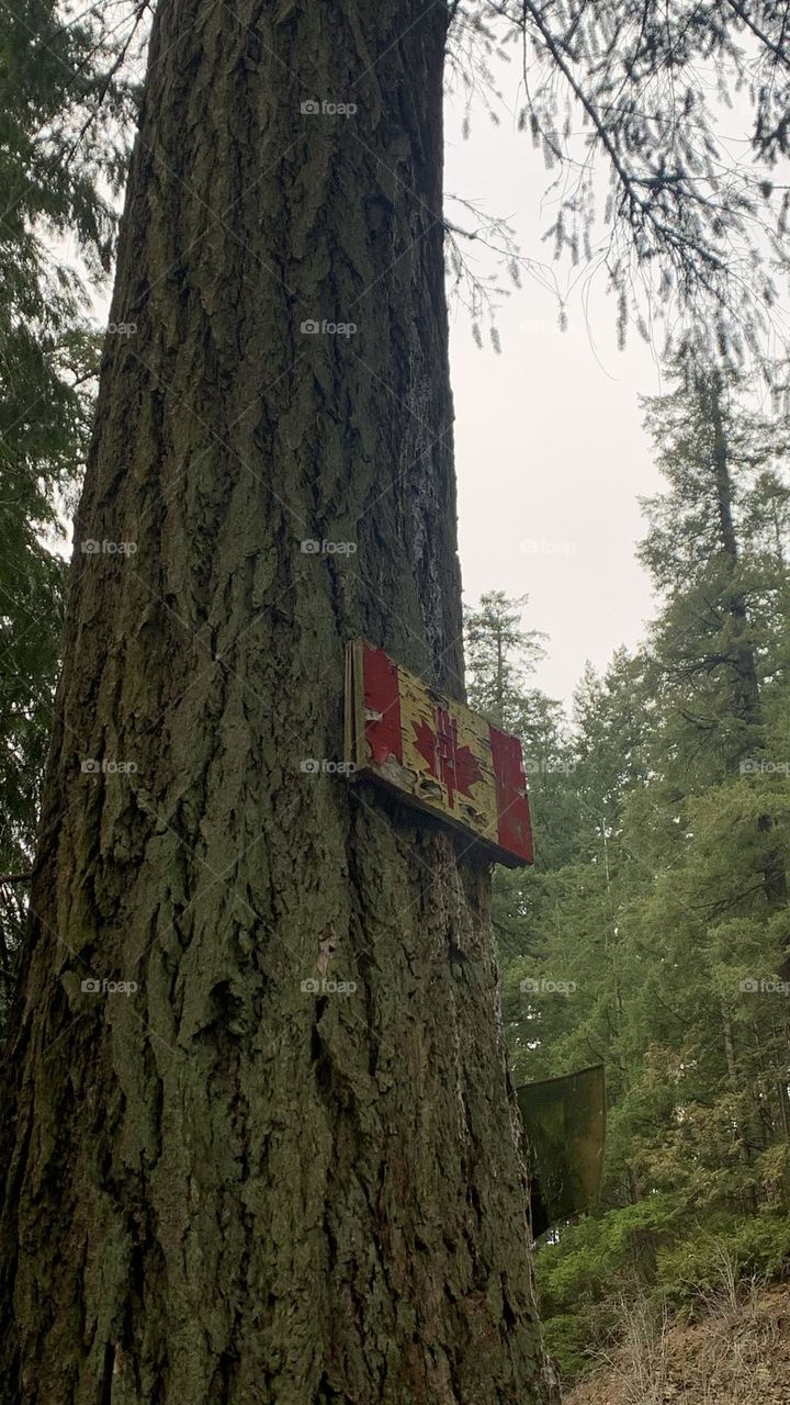 A rustic piece of wood painted with a Canadian flag on the trunk of a tree during the winter months in a forest 