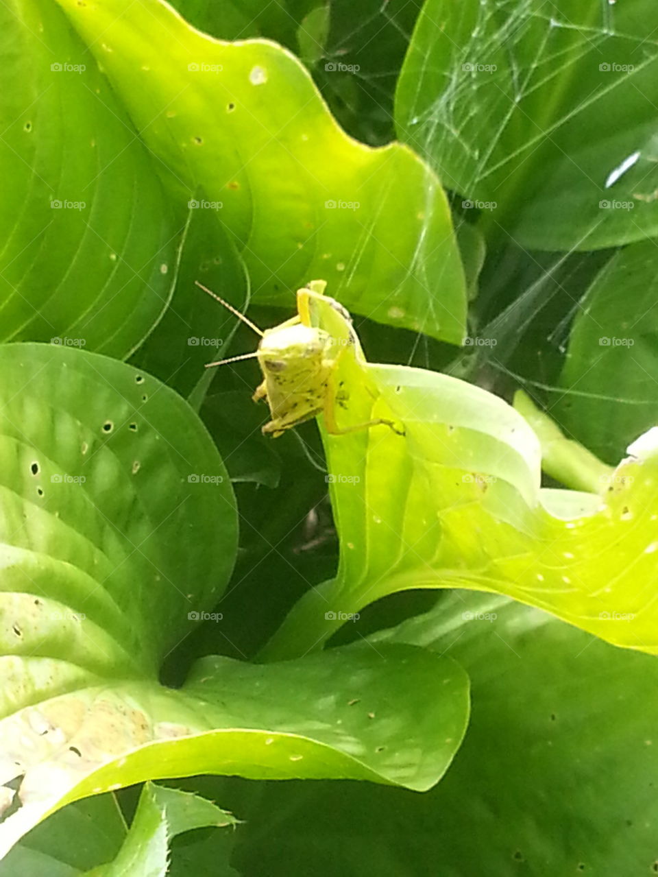 Grasshopper on the green