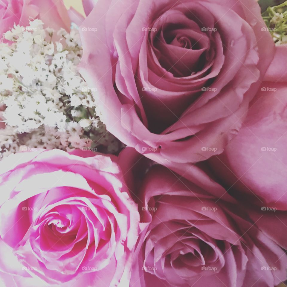 Roses