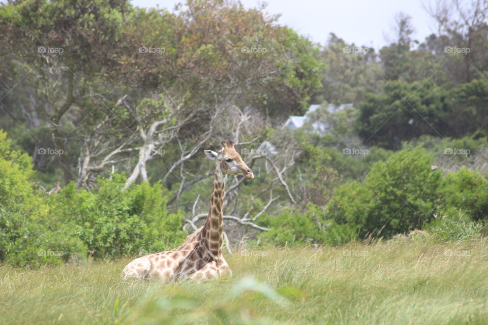 Giraffe in Kragga Kamma Game Reserve