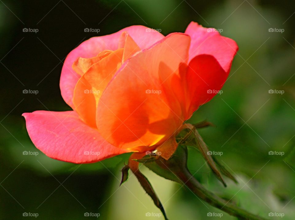 Close up of red flower