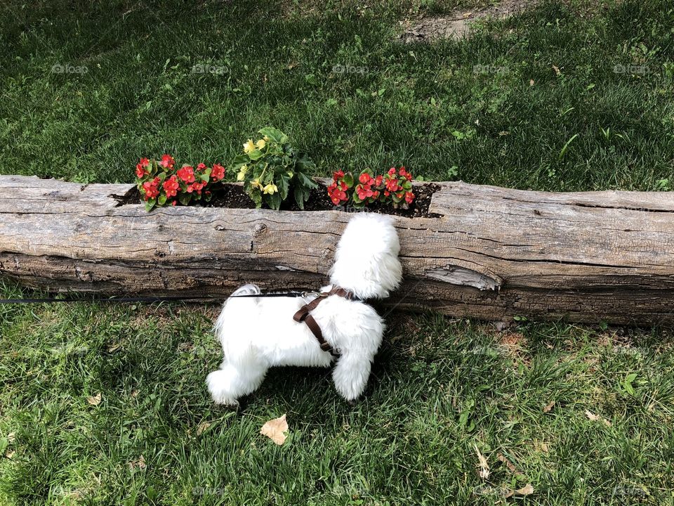 Good boy enjoying nature. Red and yellow wildflowers on a fallen branch 