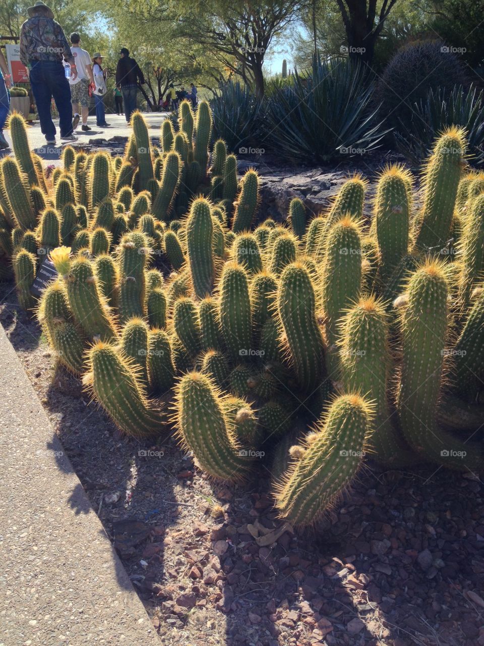 Cactus, Desert, Succulent, Sharp, Prickly