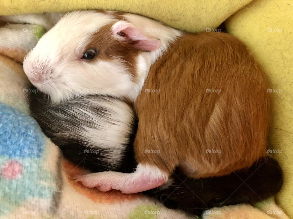 Nicky covering his little brother Jake / my New Guinea pig babies ❤️🐾