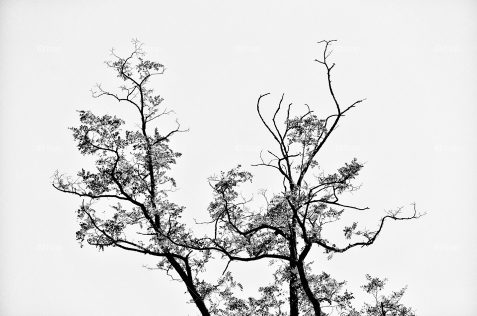 nature white black tree by gaguling