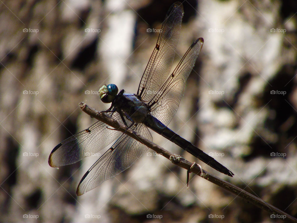 blue dragonfly