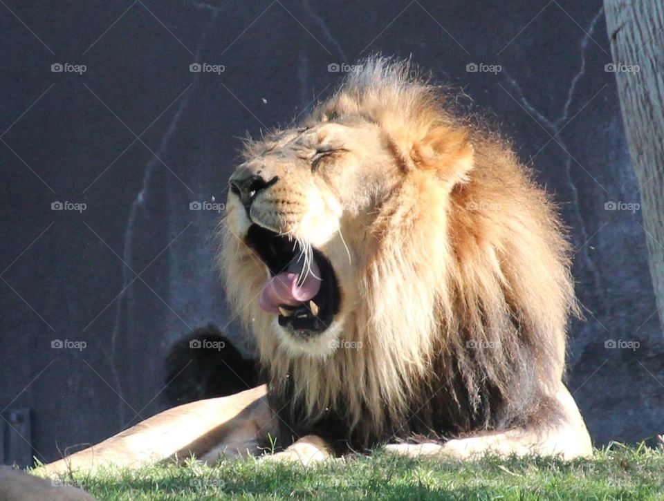 Waking Lion