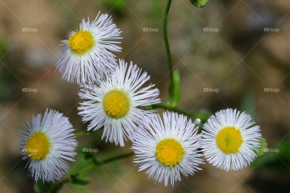 Daisies
