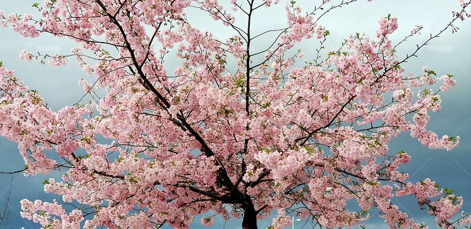 la primavera resiste