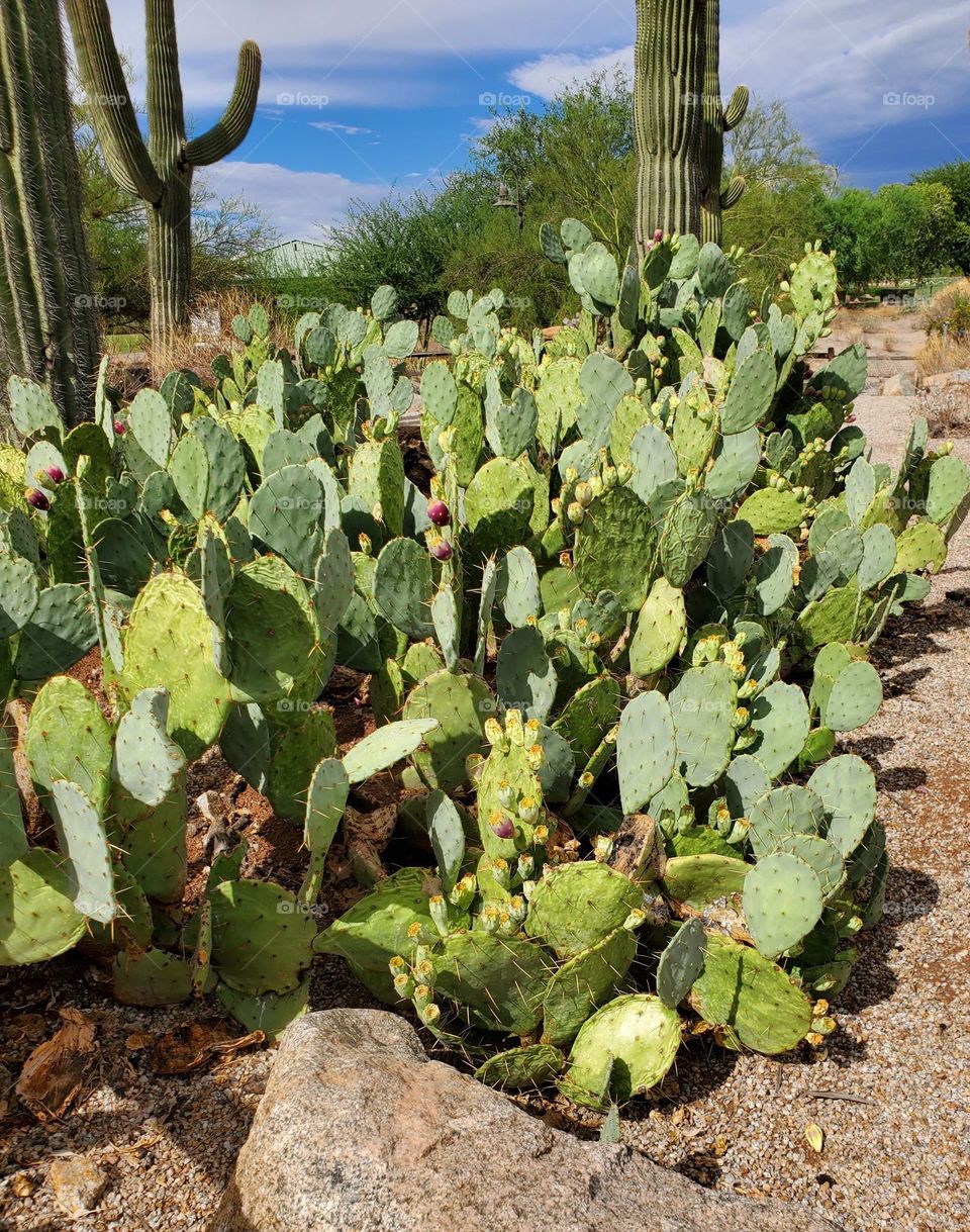 Prickly Pear Cactus in Arizona