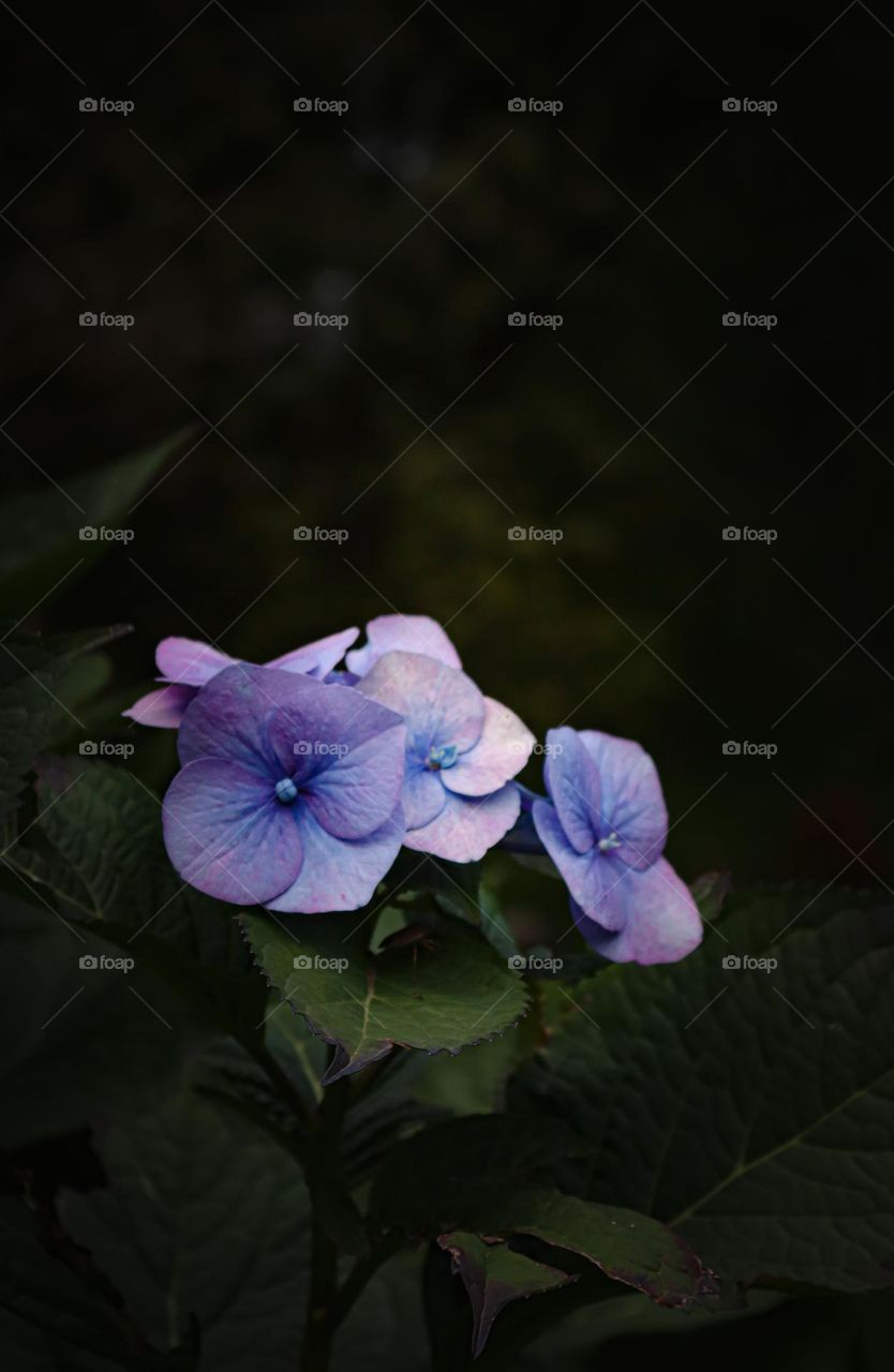 Lavender hydrangea blooming on a bush in a dark style, close-up side view. concept of beautiful postcards.