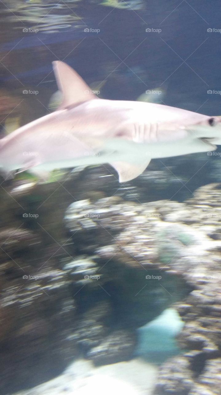 aquarium#shark#animal
