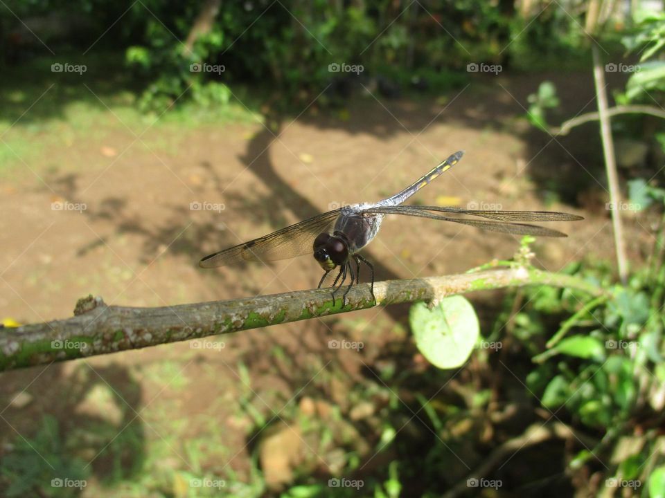 Dragonfly perched on a small tree trunk
