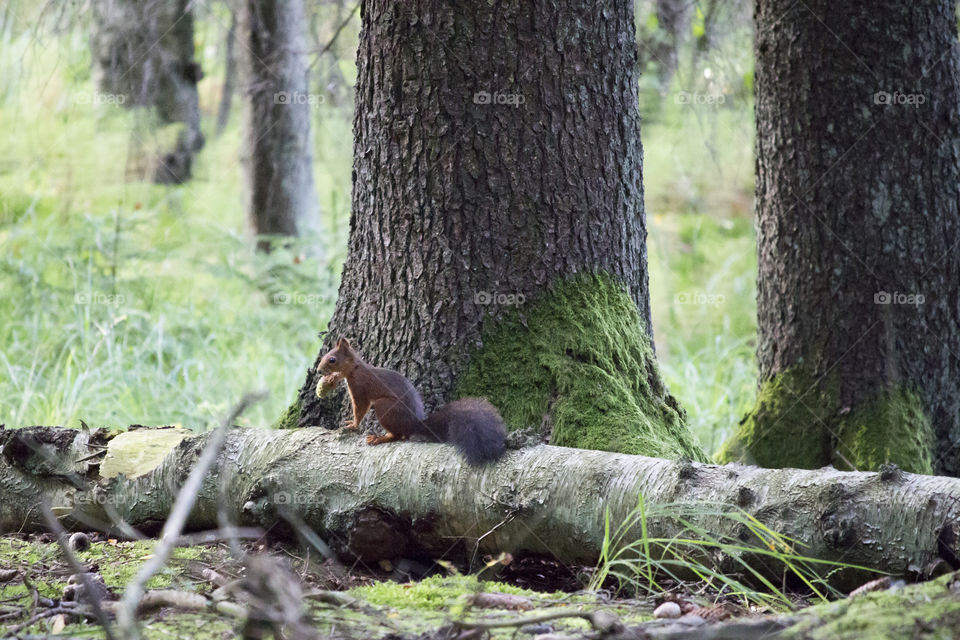 Squirrel on tree trunk