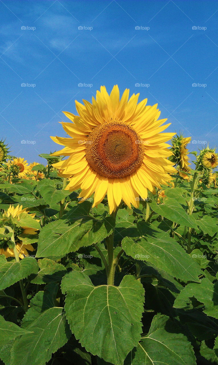 Field of sunflowers