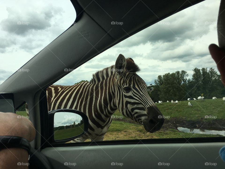 Zebra 