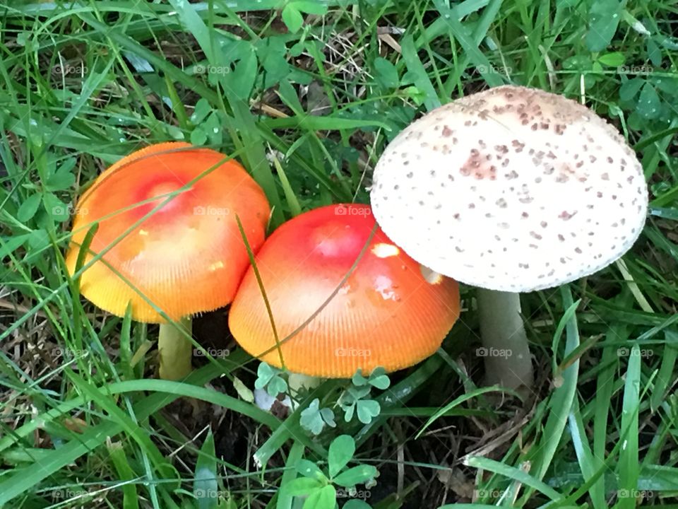 Mushrooms buddies