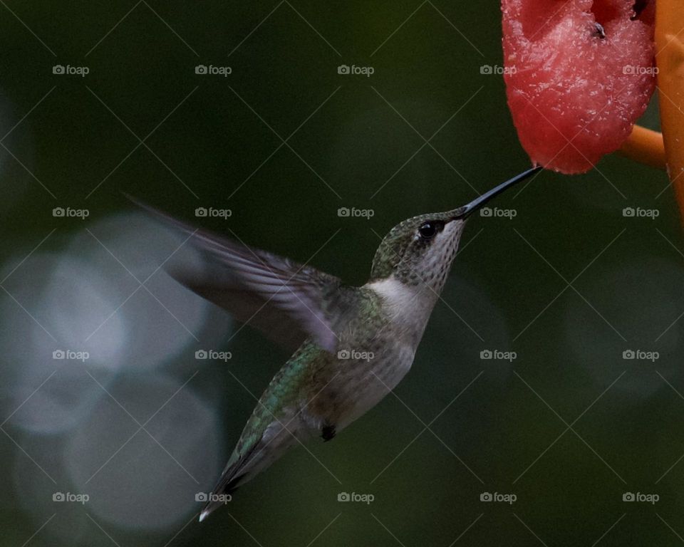 Hummingbird diving into a treat