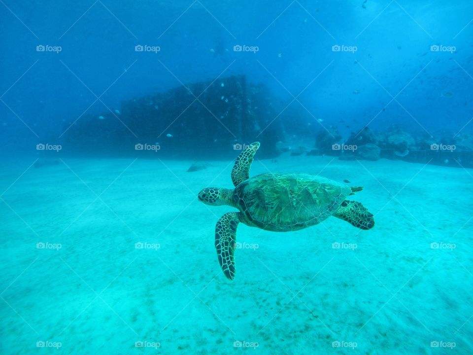 Hawaiian Green Sea Turtle underwater in the reefs of Hawaii swimming along happily 