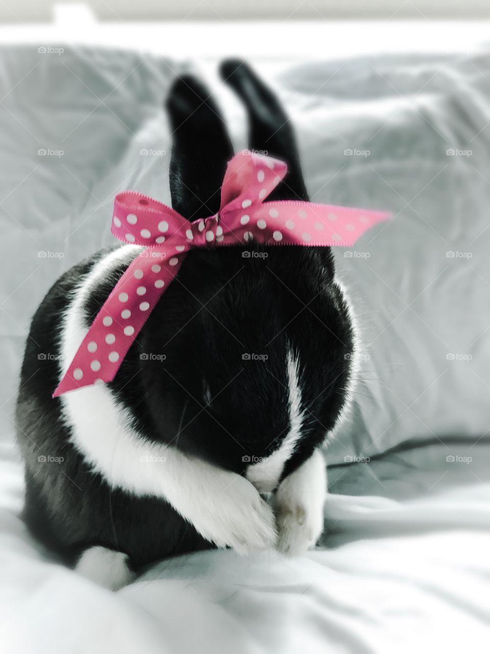Bunny with bow tie