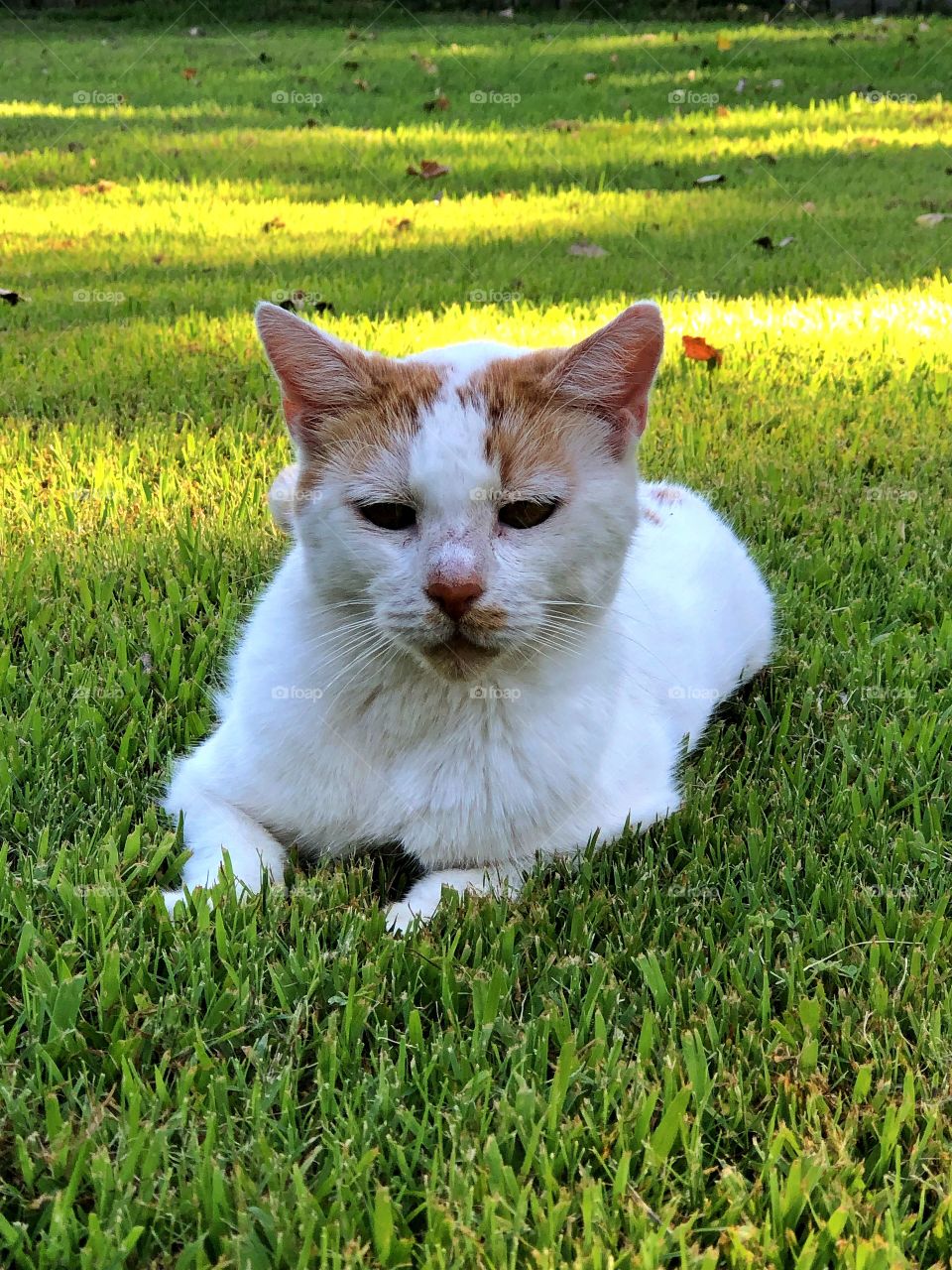 Sunlit yard and kitty