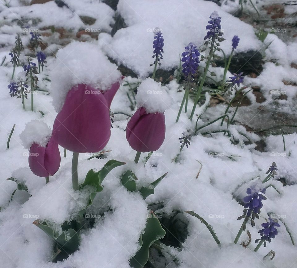 Spring Flowers in the Snow