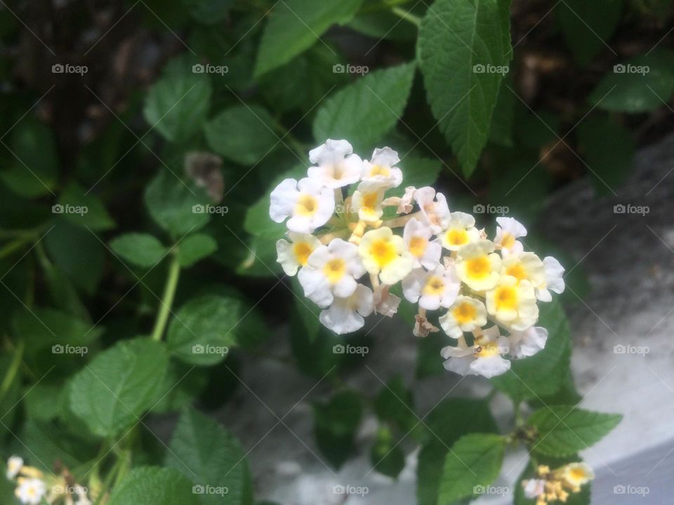 White & Yellow Bloom In Spring