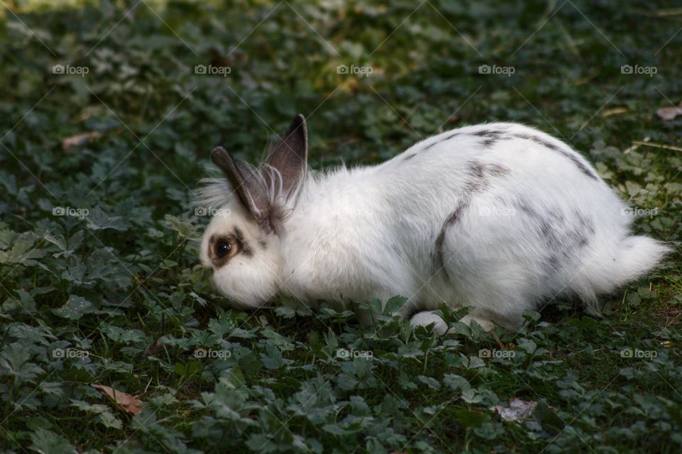 Cute white and brown rabbit in the sunlight.