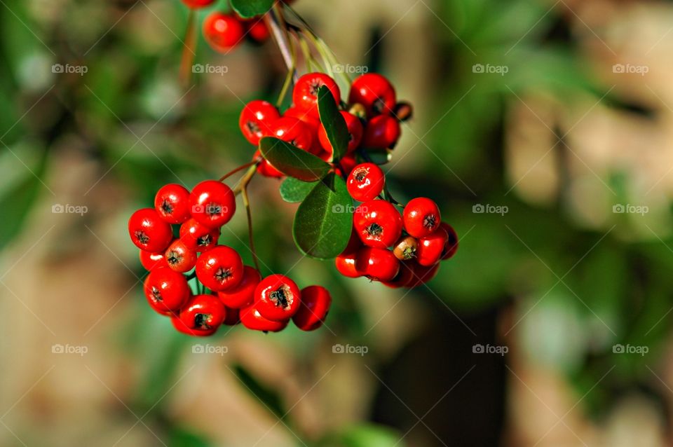 
Pyracantha Berries- Focus - This is where you tell your camera which sort of focusing strategy you want to apply, so that it can make the best decisions on how to track and follow focus on your subject