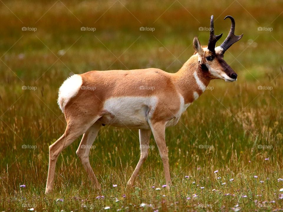 pronghorn