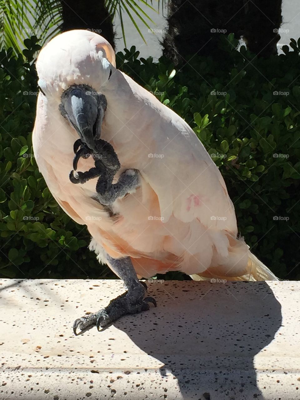 Pink Macaw Grooming - Close