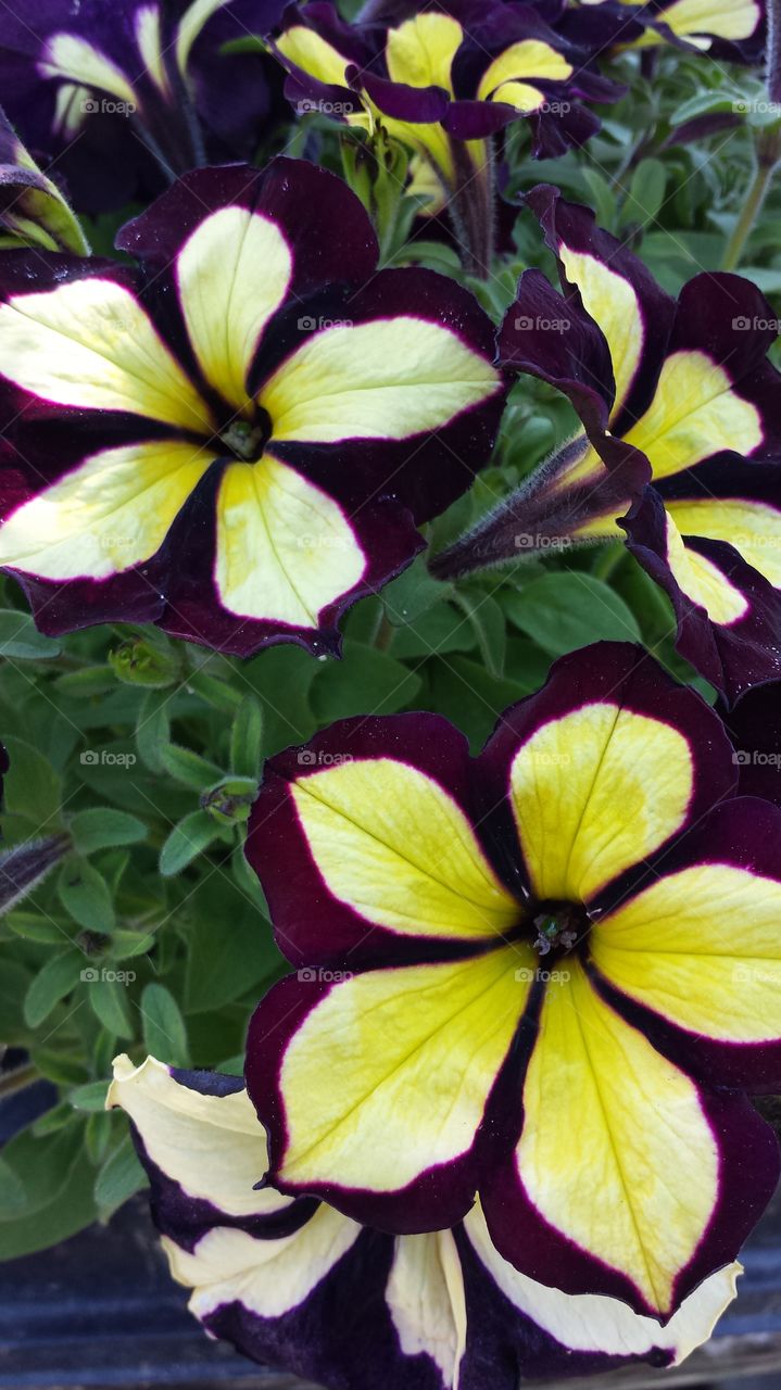 petunias. multicolored flowers