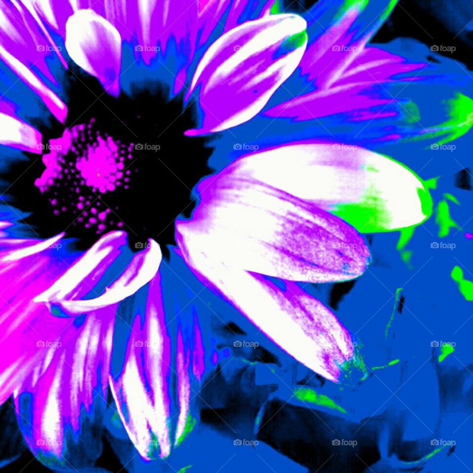 neon daisies