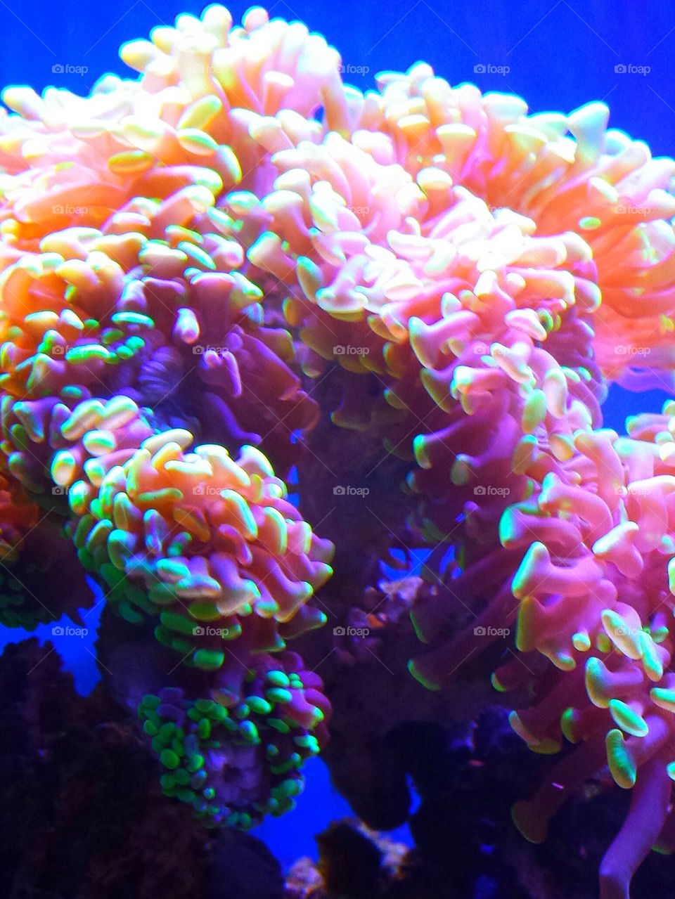 "Beautiful Coral Reef"